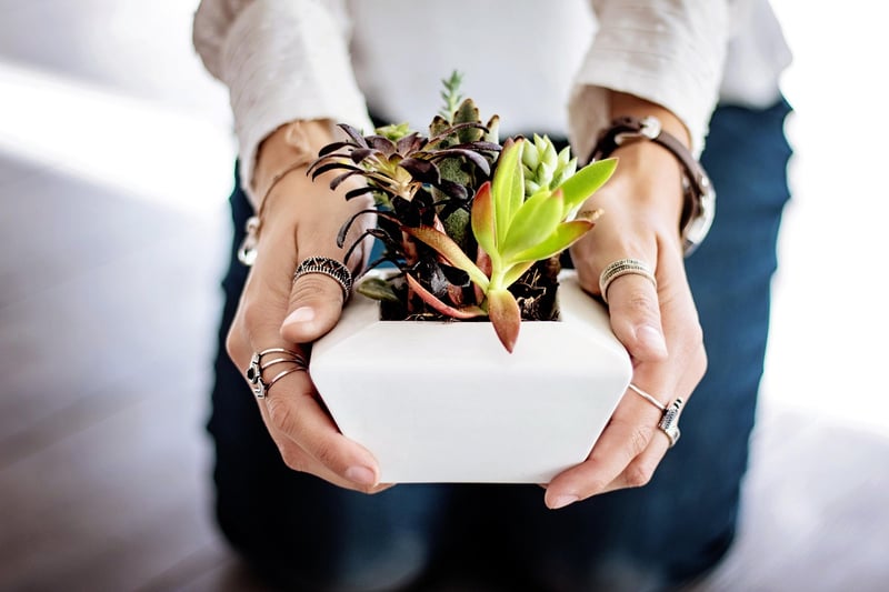 Celestial Mini Succulents